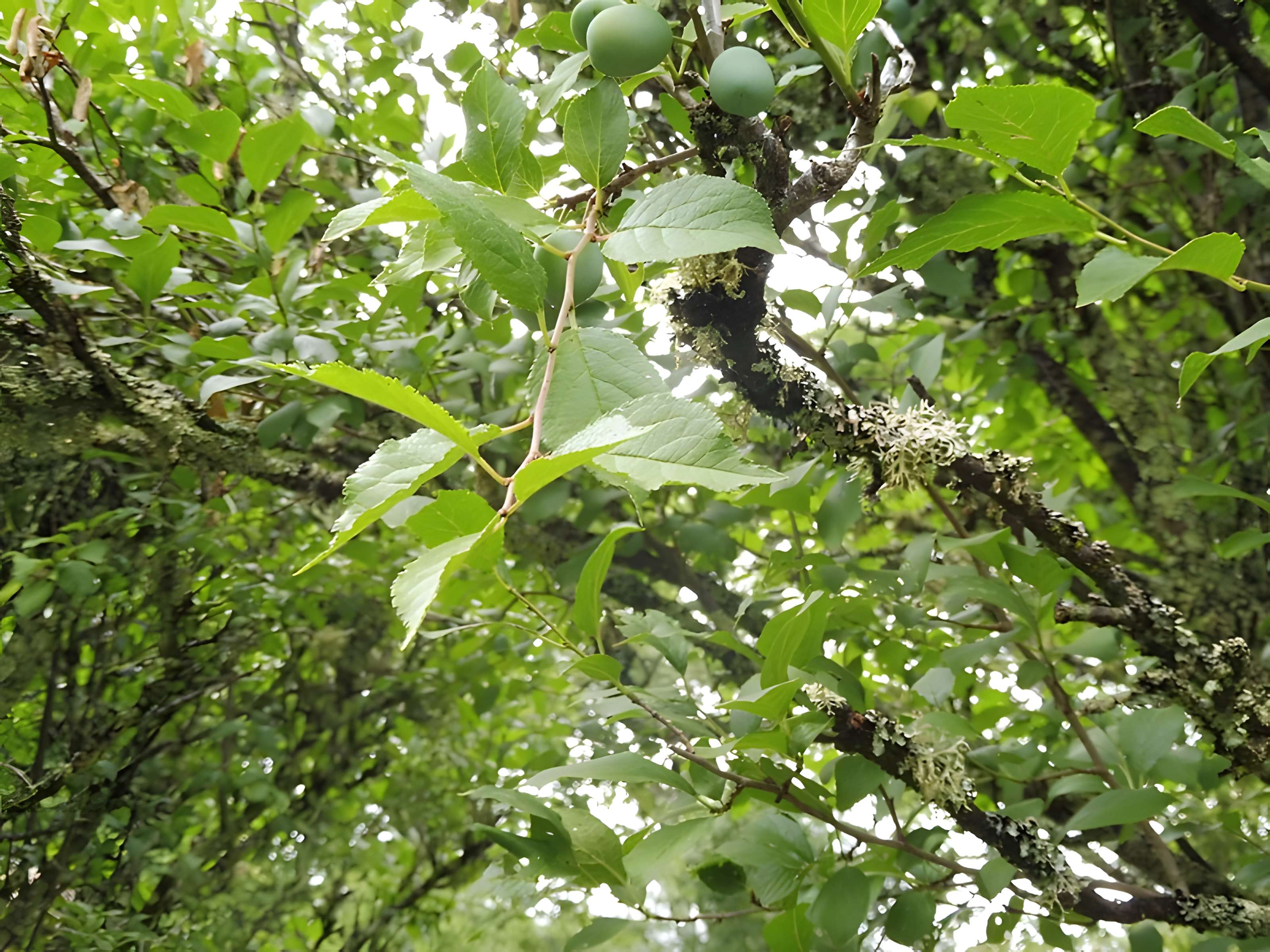 Château de Malleret