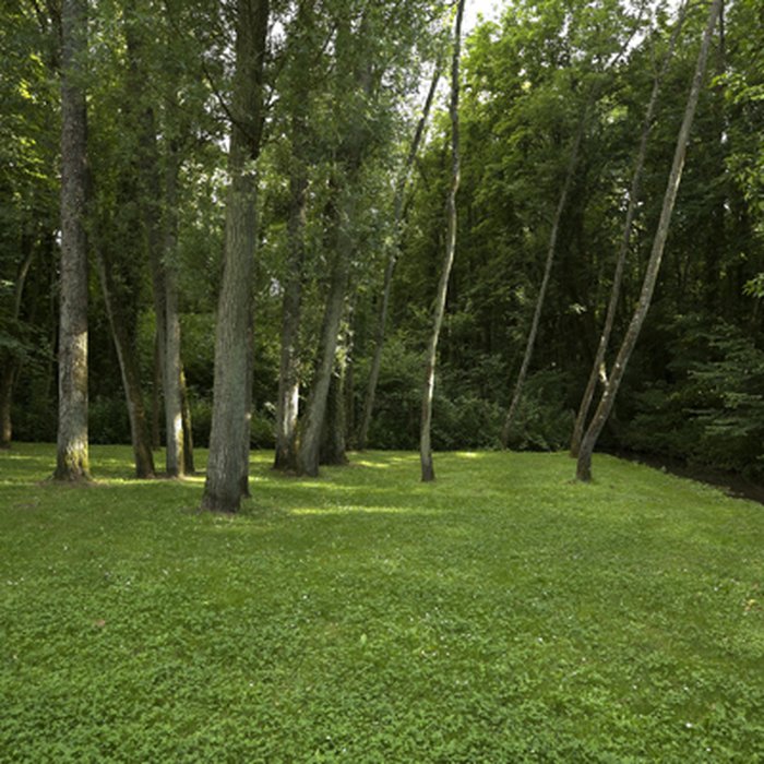 Photo de Château de Méréville