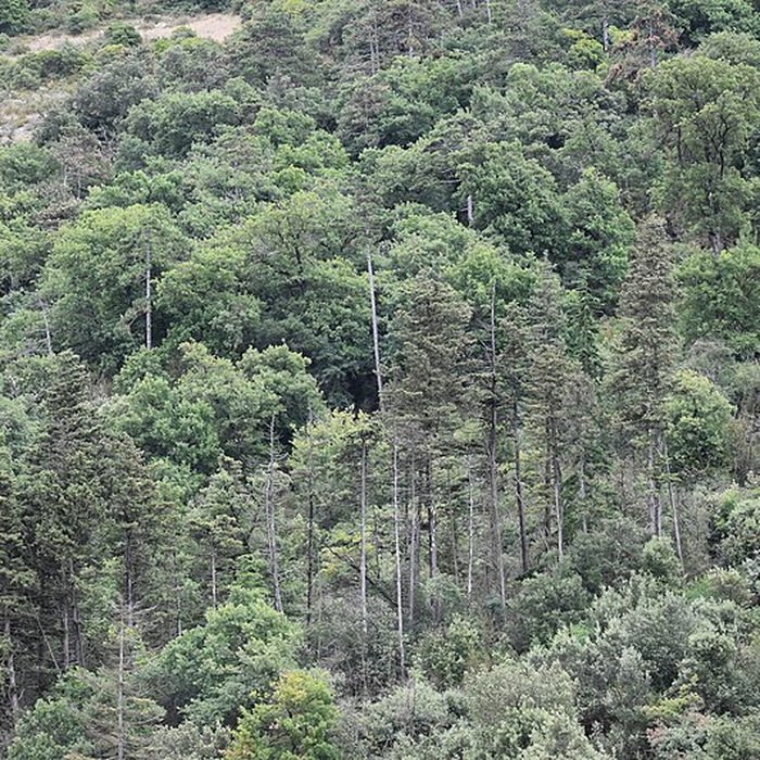 Photo de Restes du château de Miramont