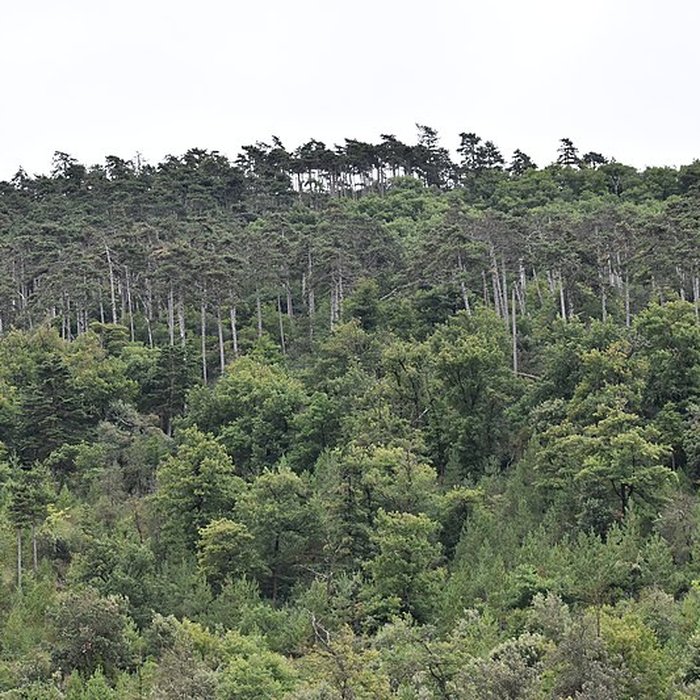 Photo de Restes du château de Miramont