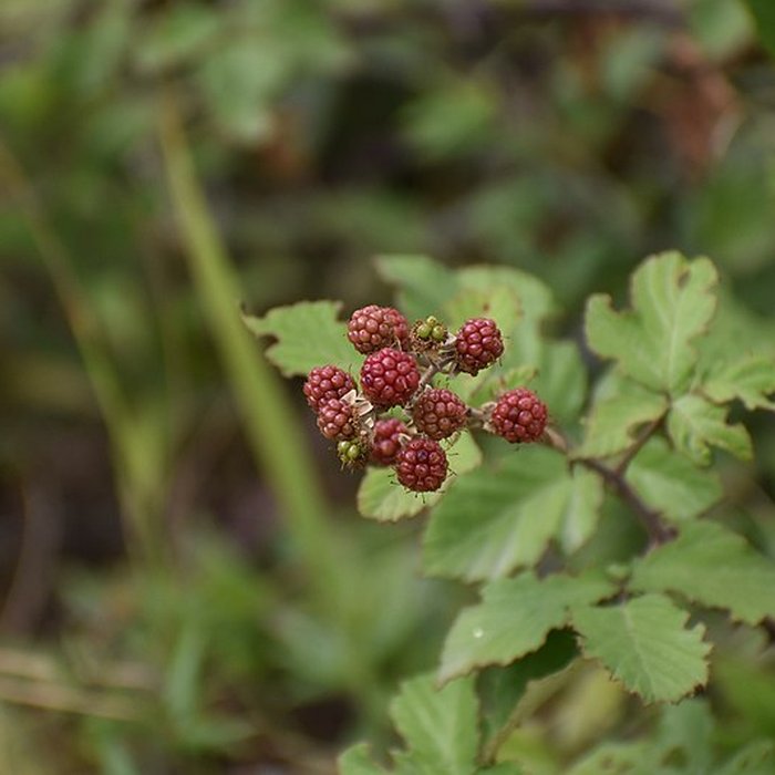Photo de Restes du château de Miramont