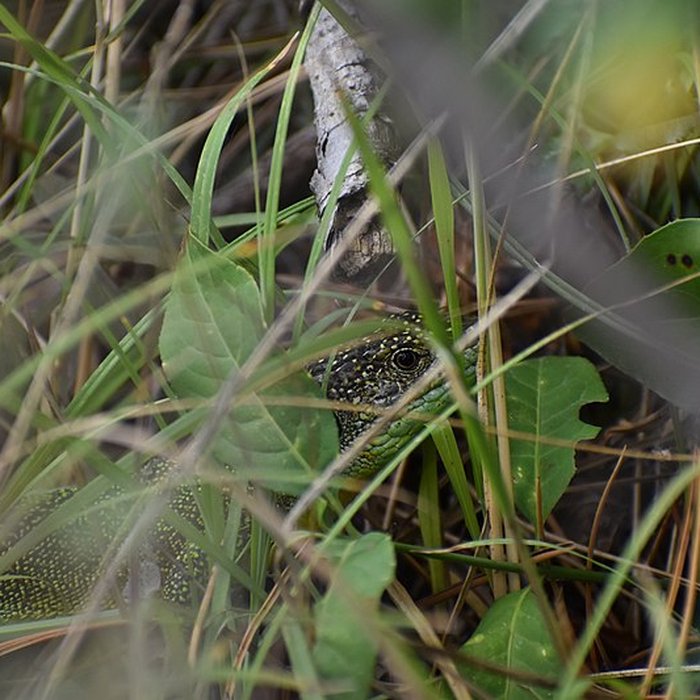 Photo de Restes du château de Miramont