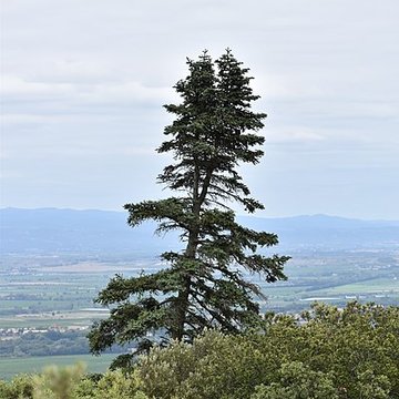 Restes du château de Miramont