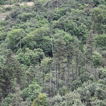 Restes du château de Miramont