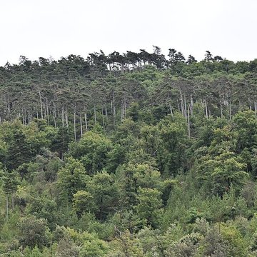 Restes du château de Miramont