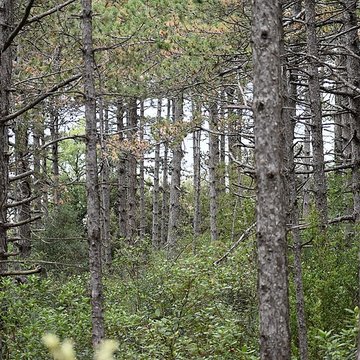 Restes du château de Miramont