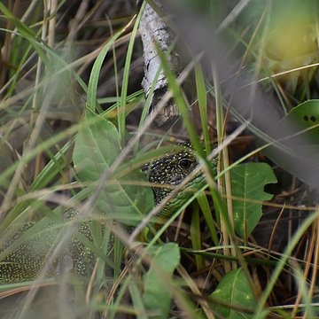 Restes du château de Miramont