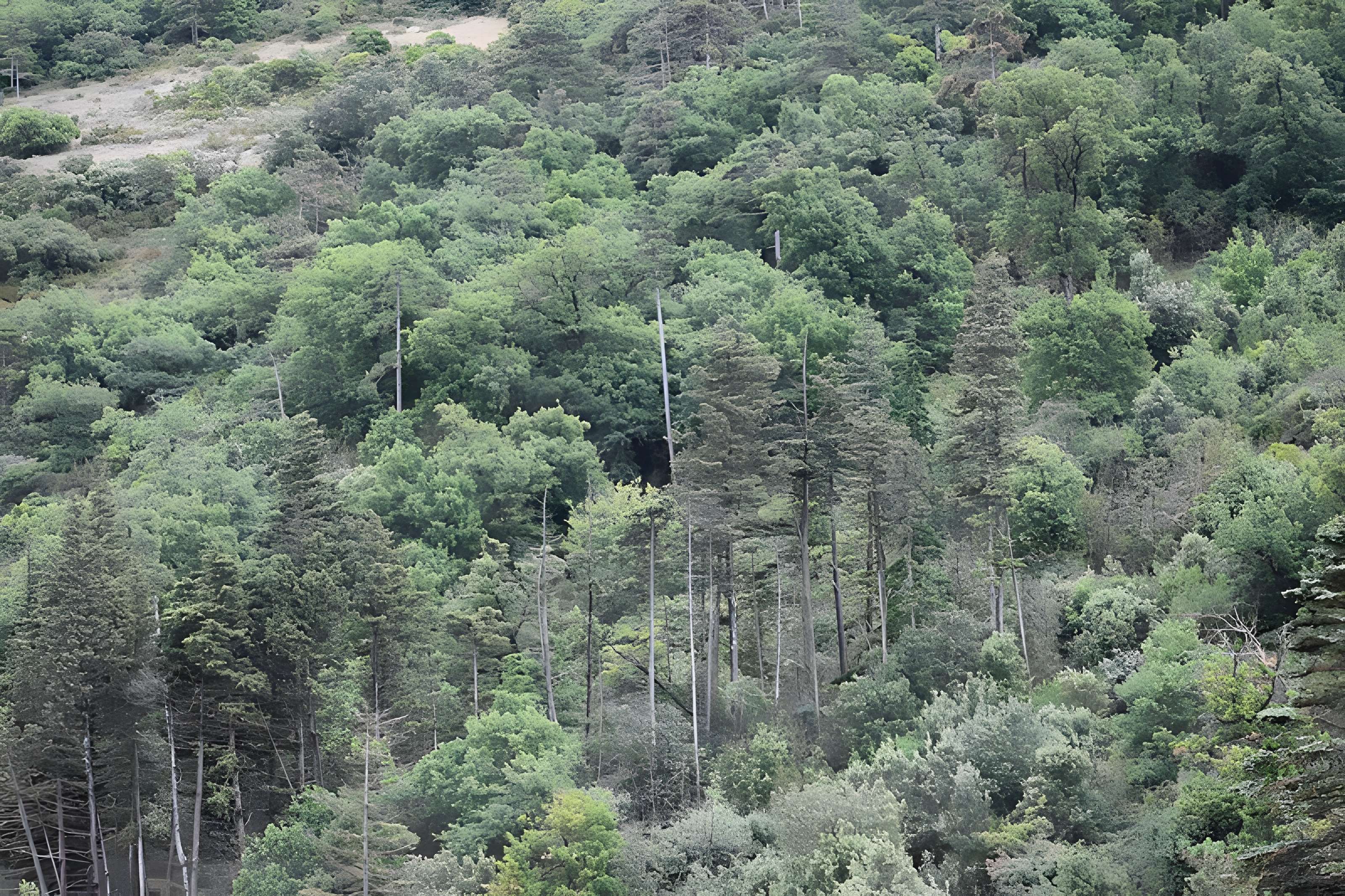 Restes du château de Miramont