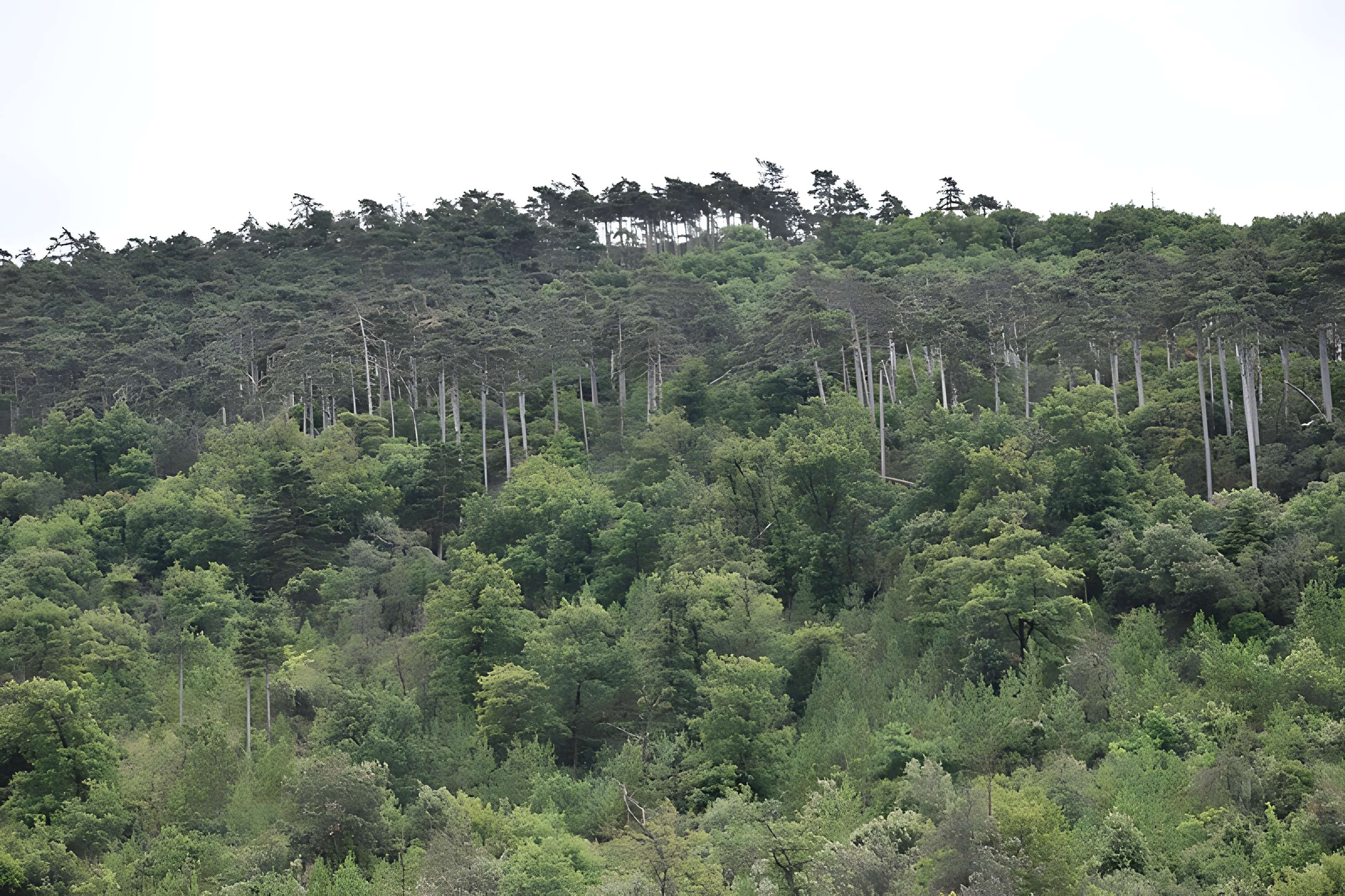 Restes du château de Miramont