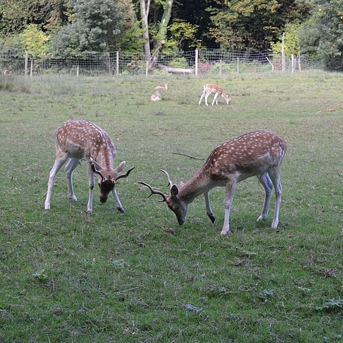 Photo de Château de Moidière