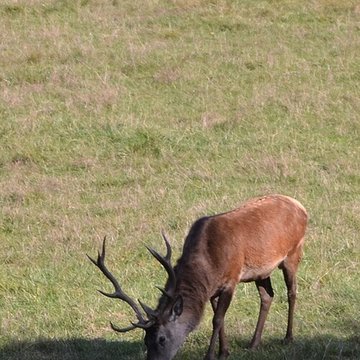 Château de Moidière