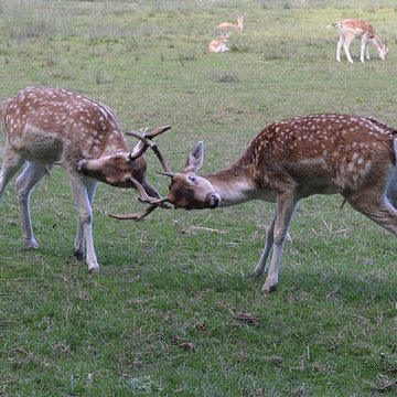Château de Moidière