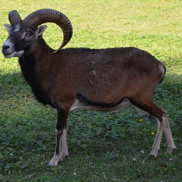 Château de Moidière