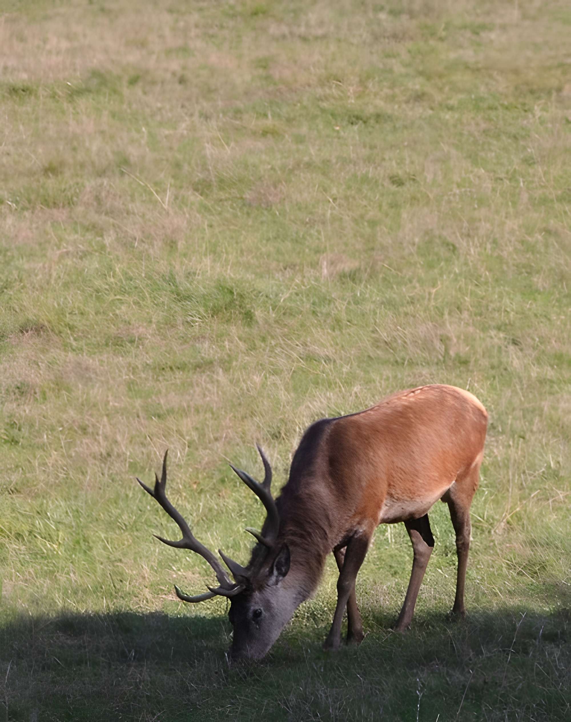 Château de Moidière