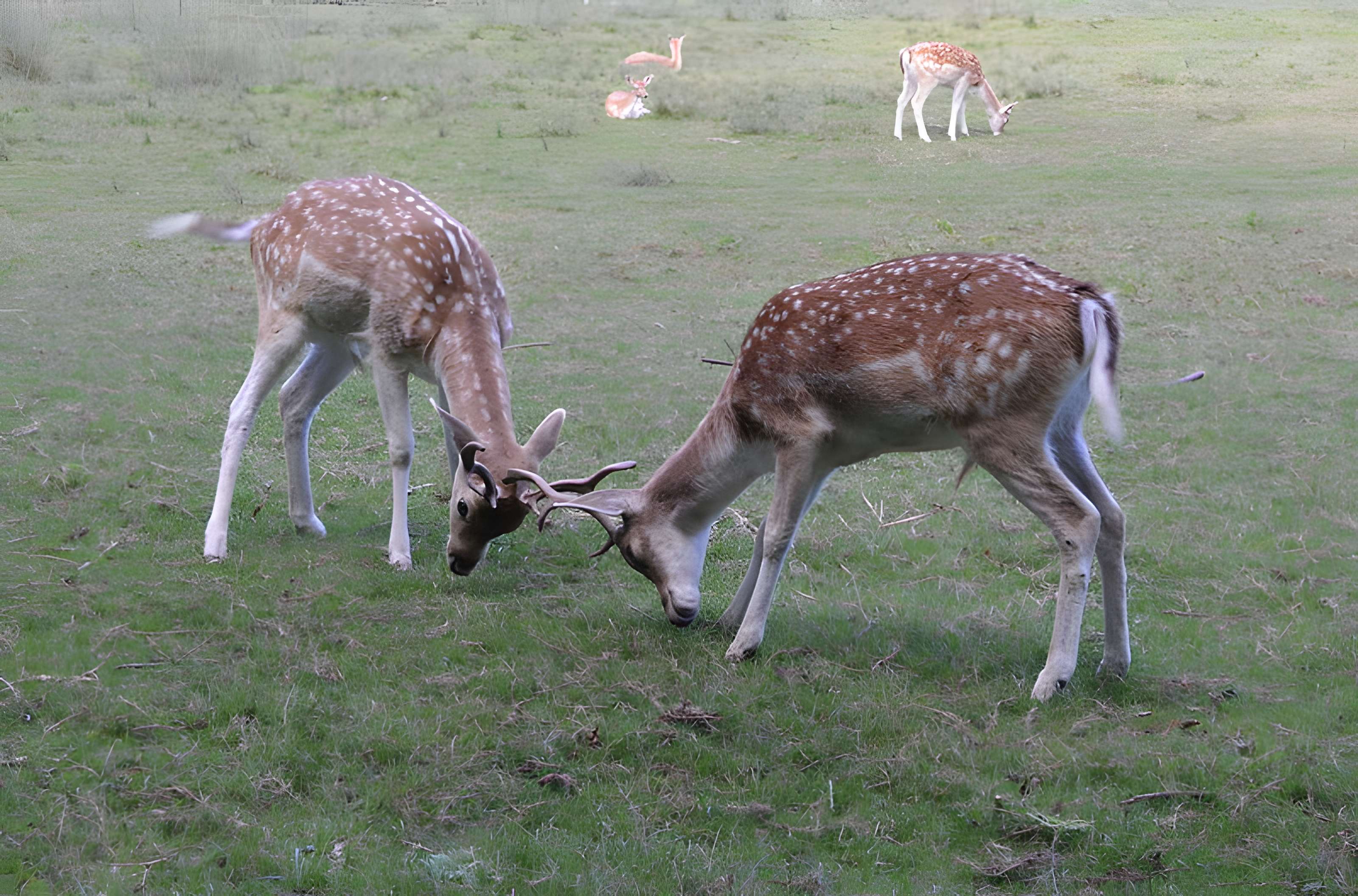 Château de Moidière