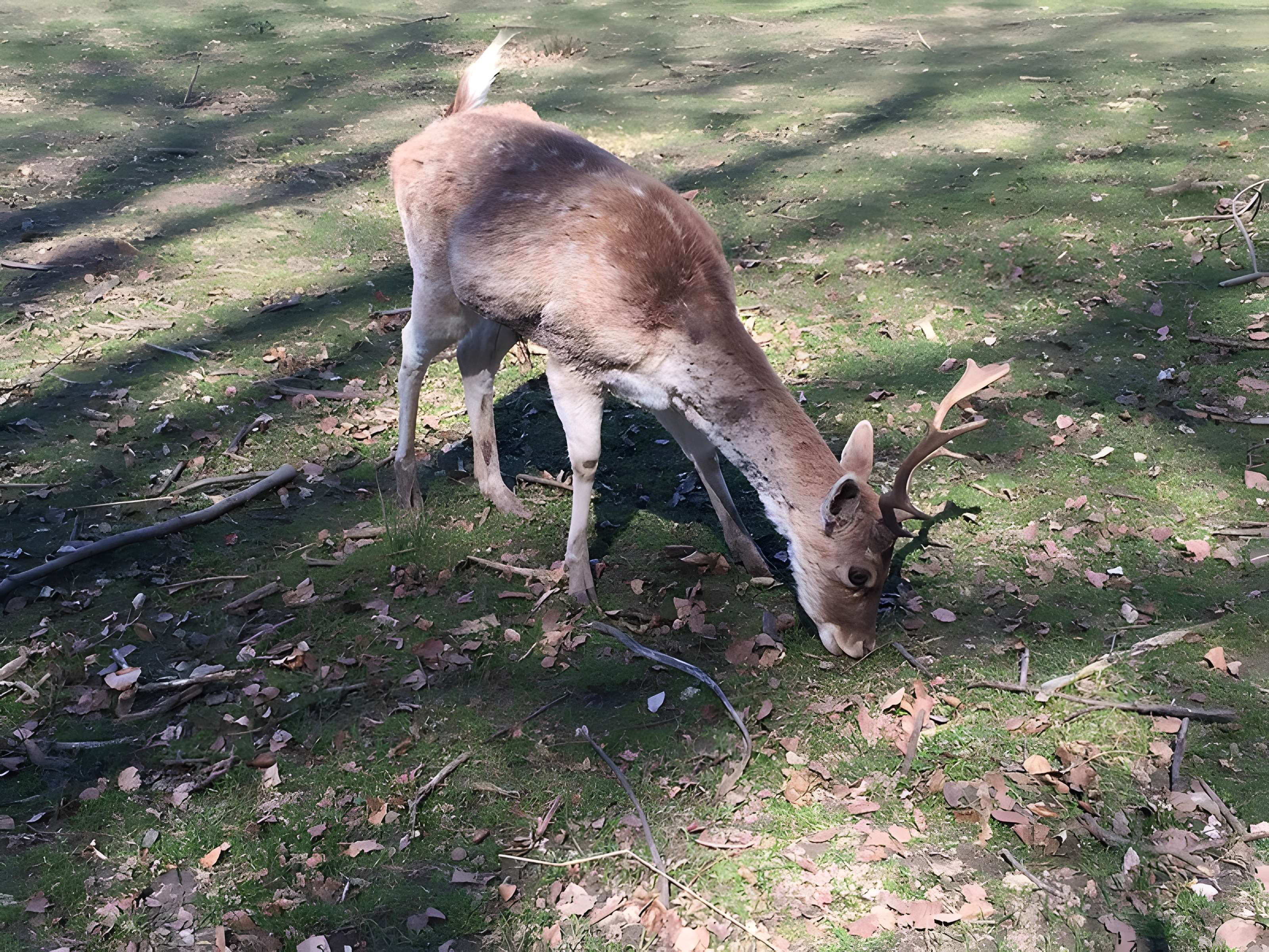 Château de Moidière