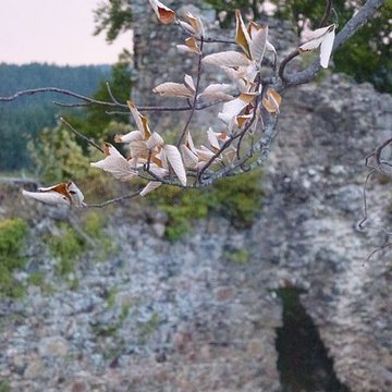 Restes du château de Montgilbert