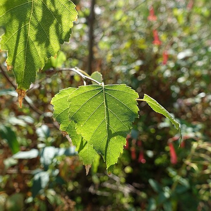 Photo de Château de Novel