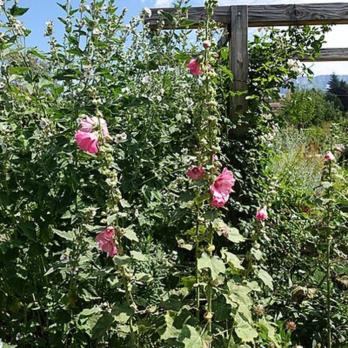Photo de Château de Novel
