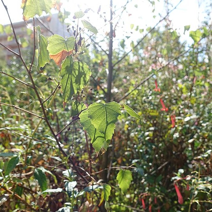 Photo de Château de Novel