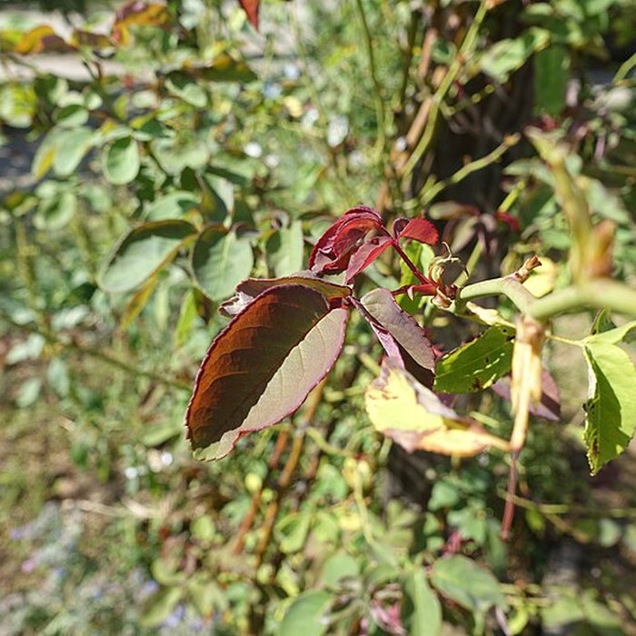 Photo de Château de Novel