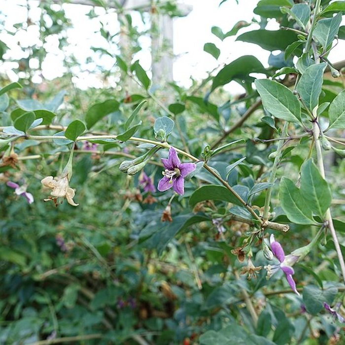 Photo de Château de Novel