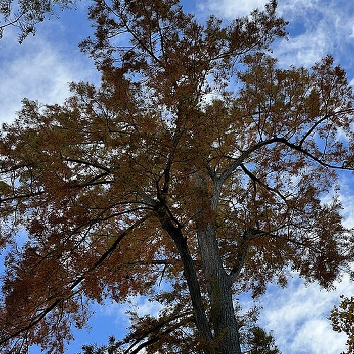 Photo de Château de Pont-de-Veyle