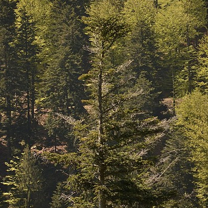 Photo de Ruines du château Salm