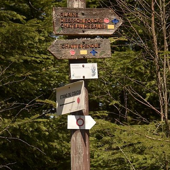 Photo de Ruines du château Salm