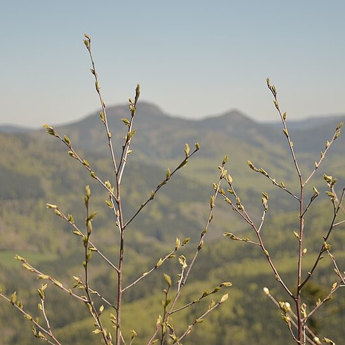 Photo de Ruines du château Salm