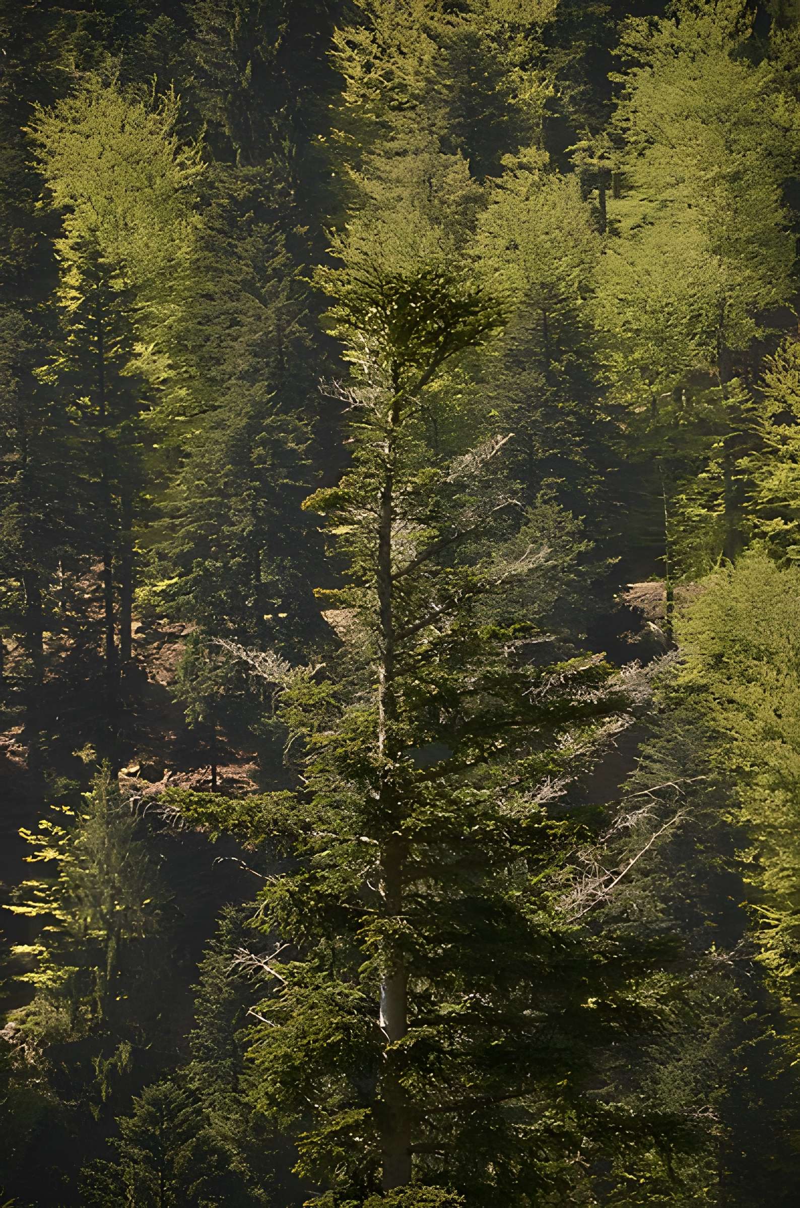 Ruines du château Salm