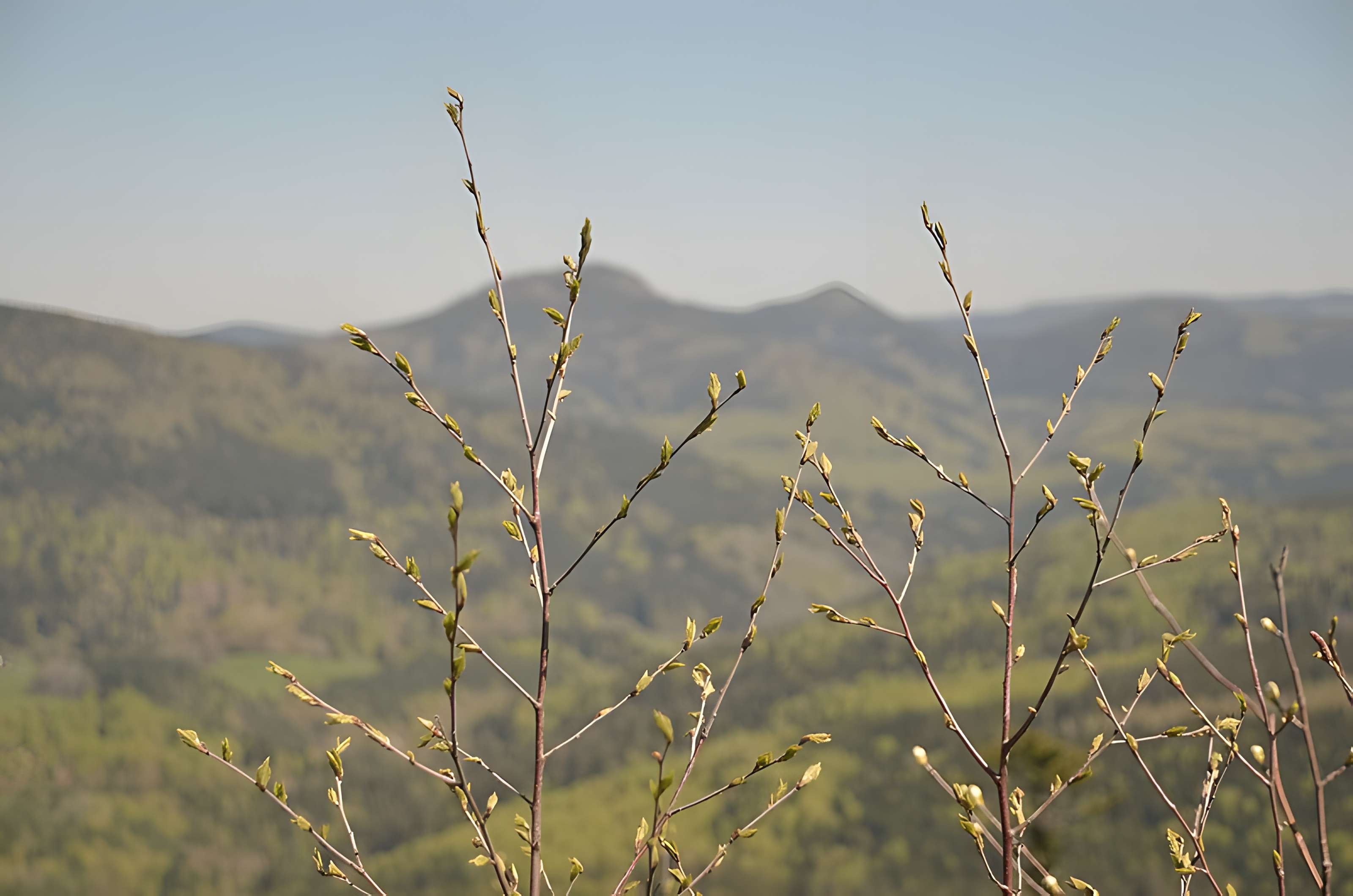 Ruines du château Salm