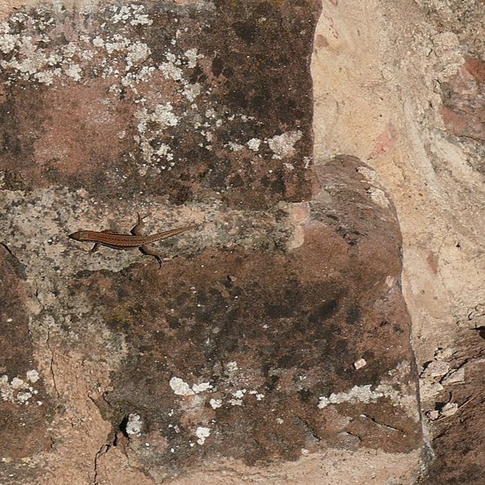 Photo de Ruines du château de Schoeneck