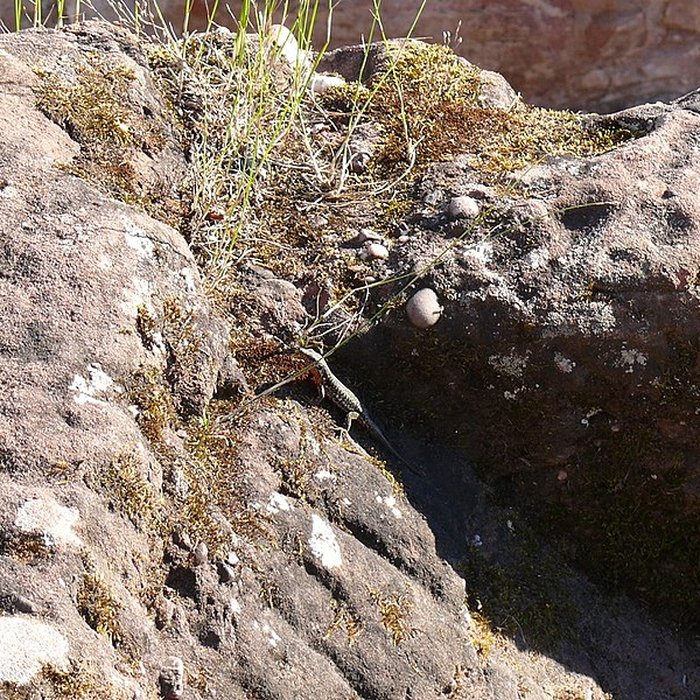 Photo de Ruines du château de Schoeneck