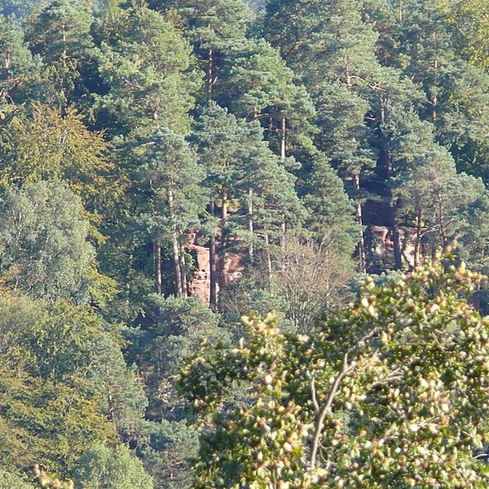 Photo de Ruines du château de Schoeneck