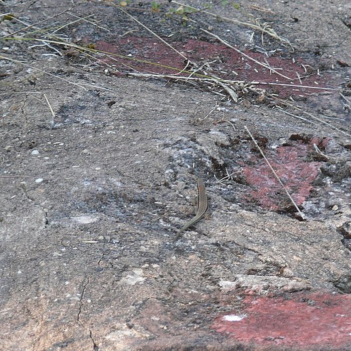 Photo de Ruines du château de Schoeneck