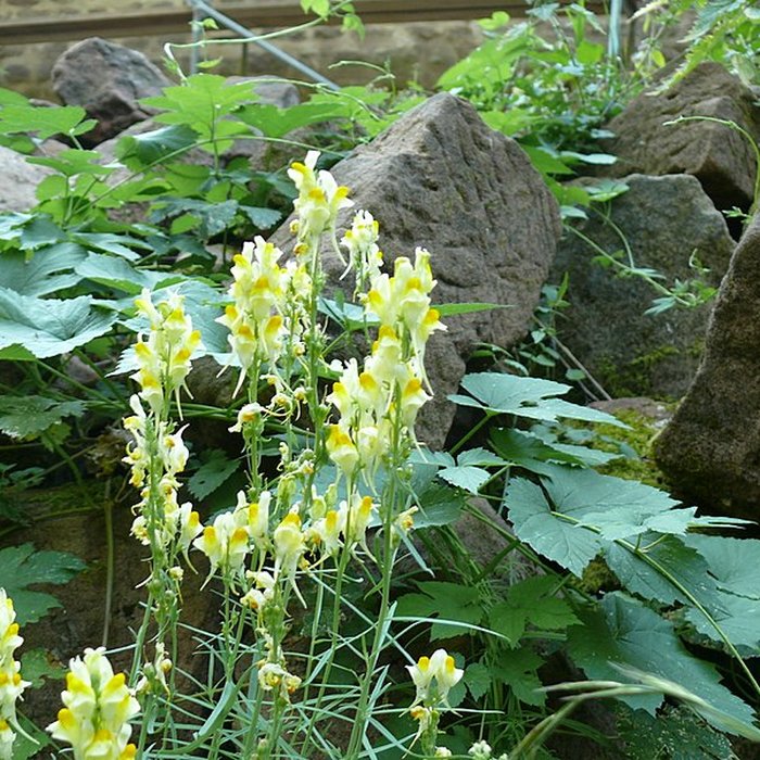 Photo de Ruines du château de Schoeneck