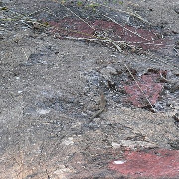 Ruines du château de Schoeneck