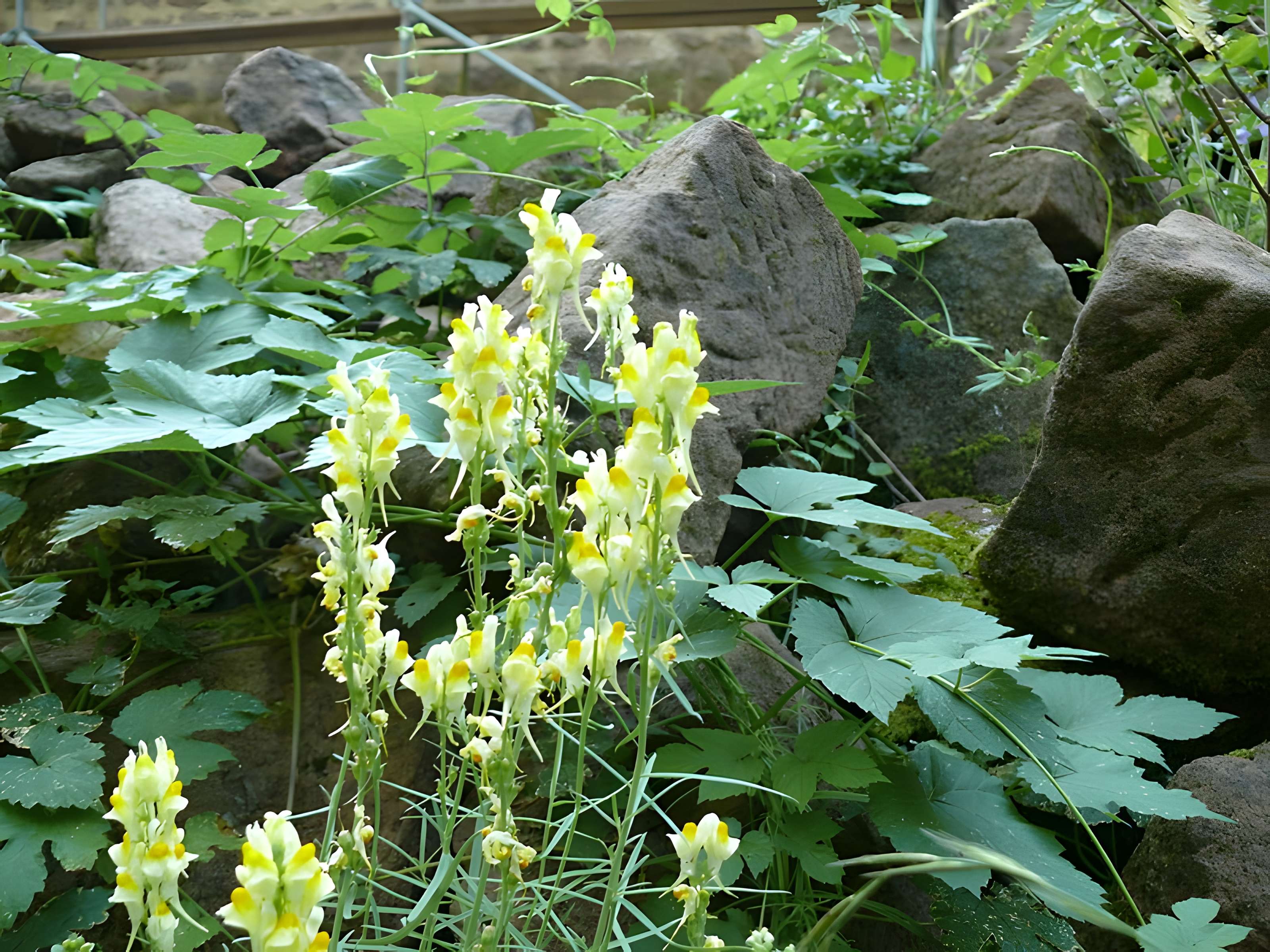 Ruines du château de Schoeneck