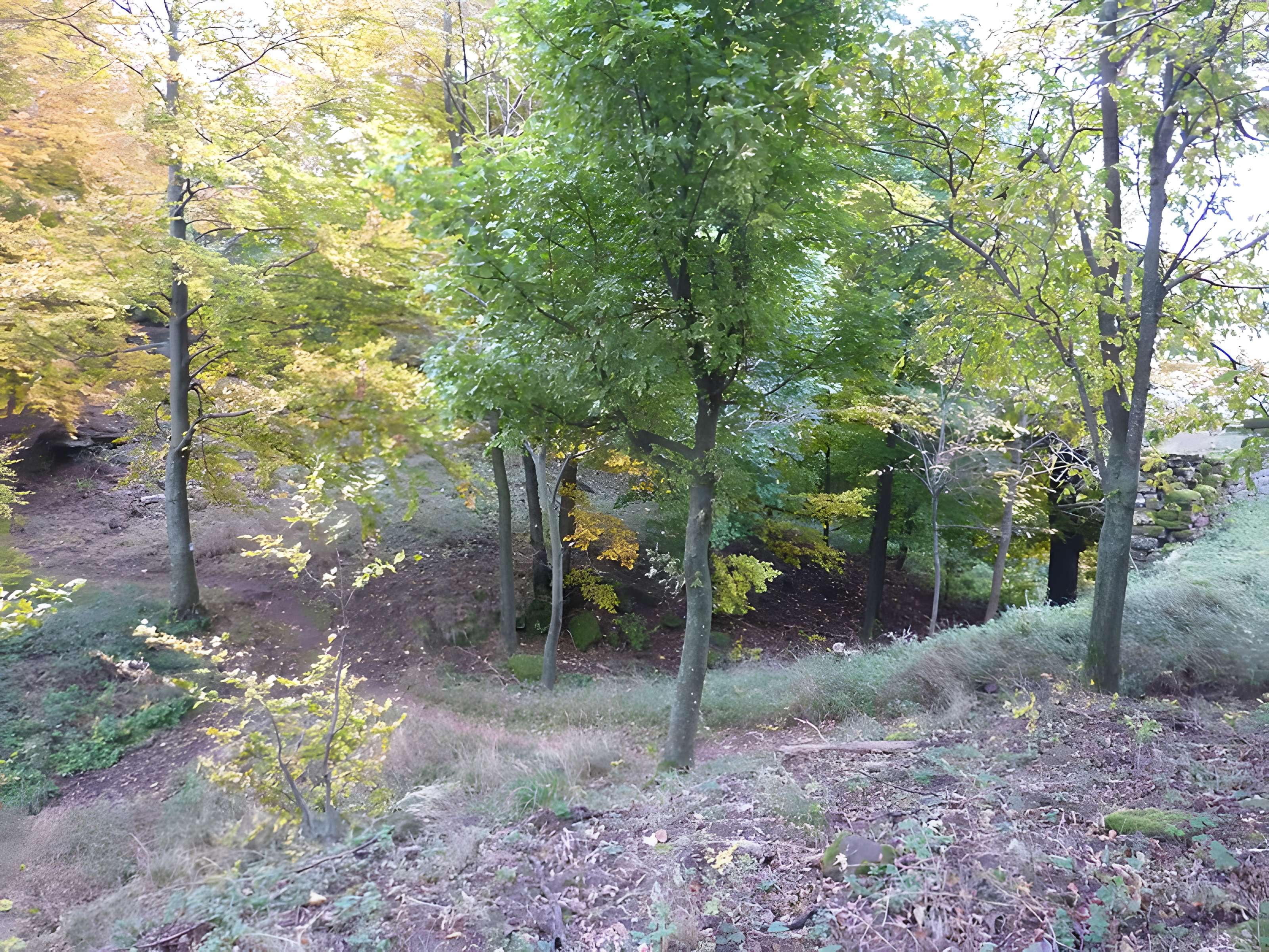 Ruines du château Ochsenstein