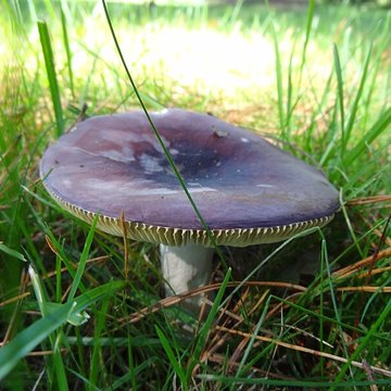 Château du Bois-Rouaud
