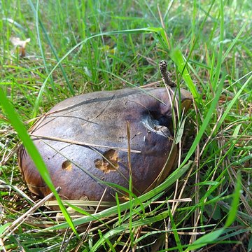 Château du Bois-Rouaud