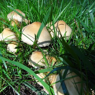 Château du Bois-Rouaud