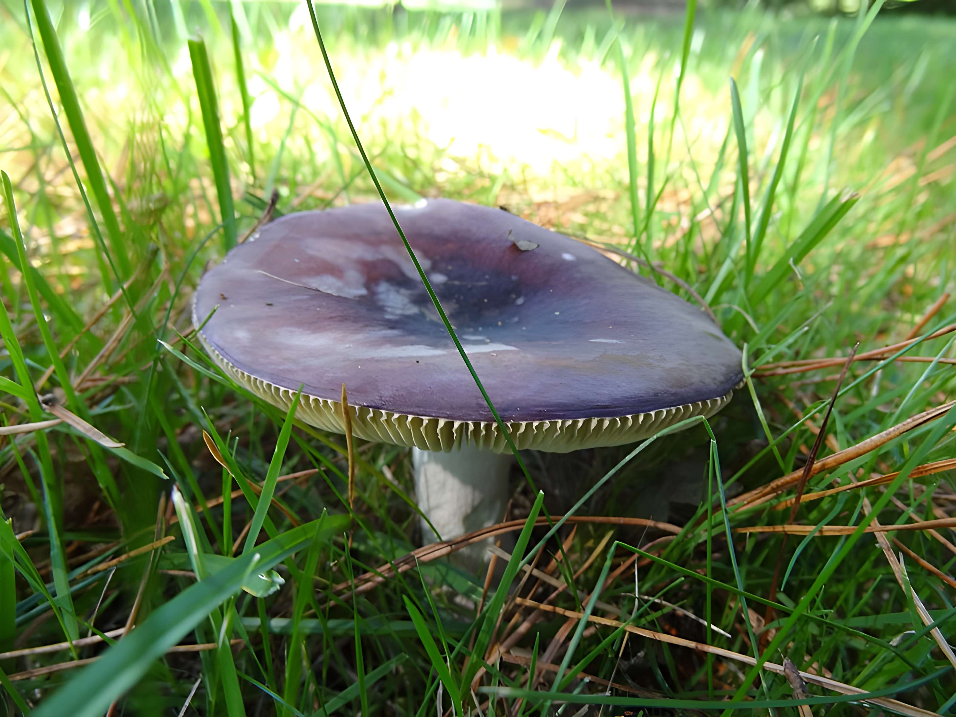 Château du Bois-Rouaud