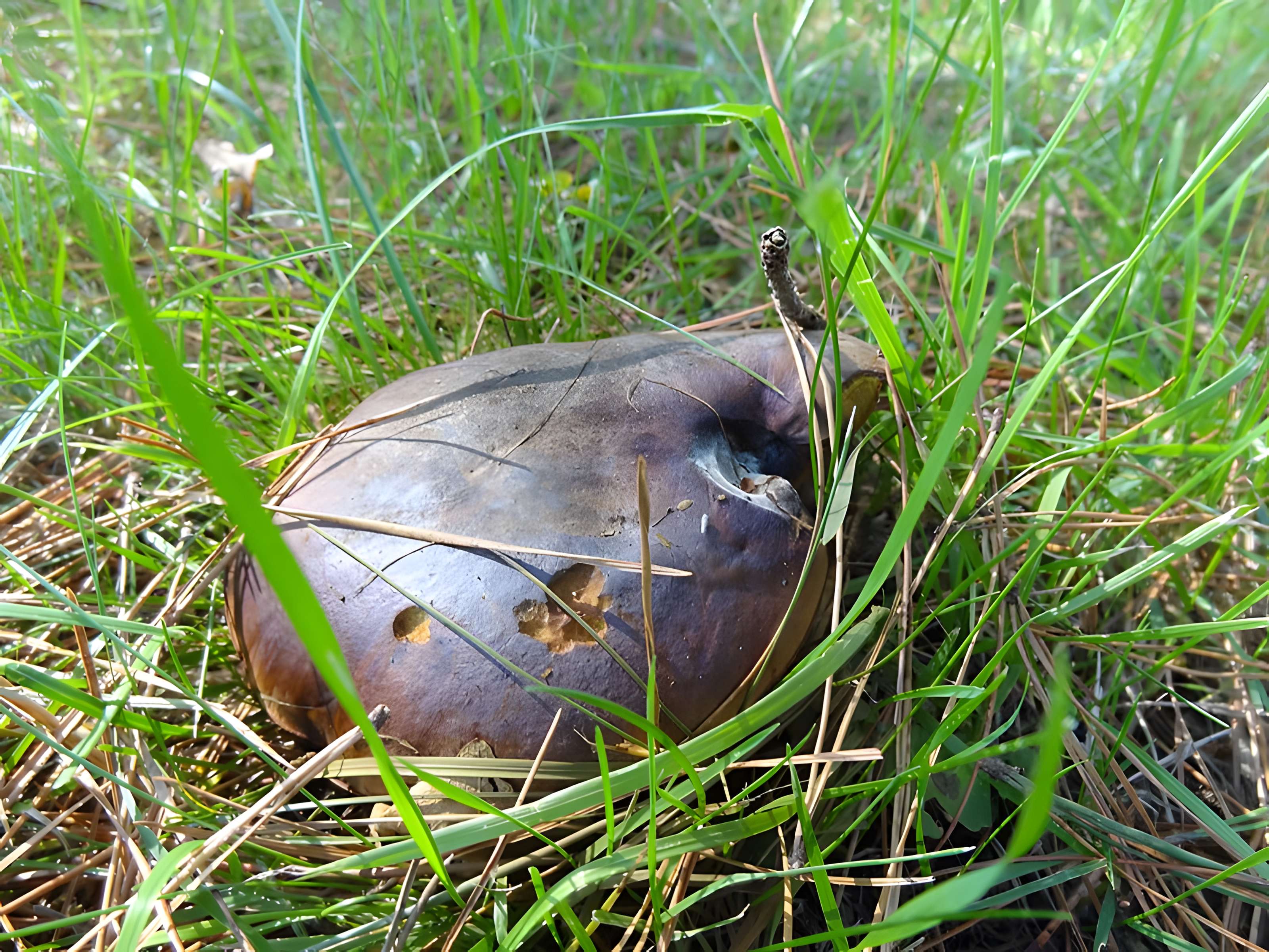 Château du Bois-Rouaud