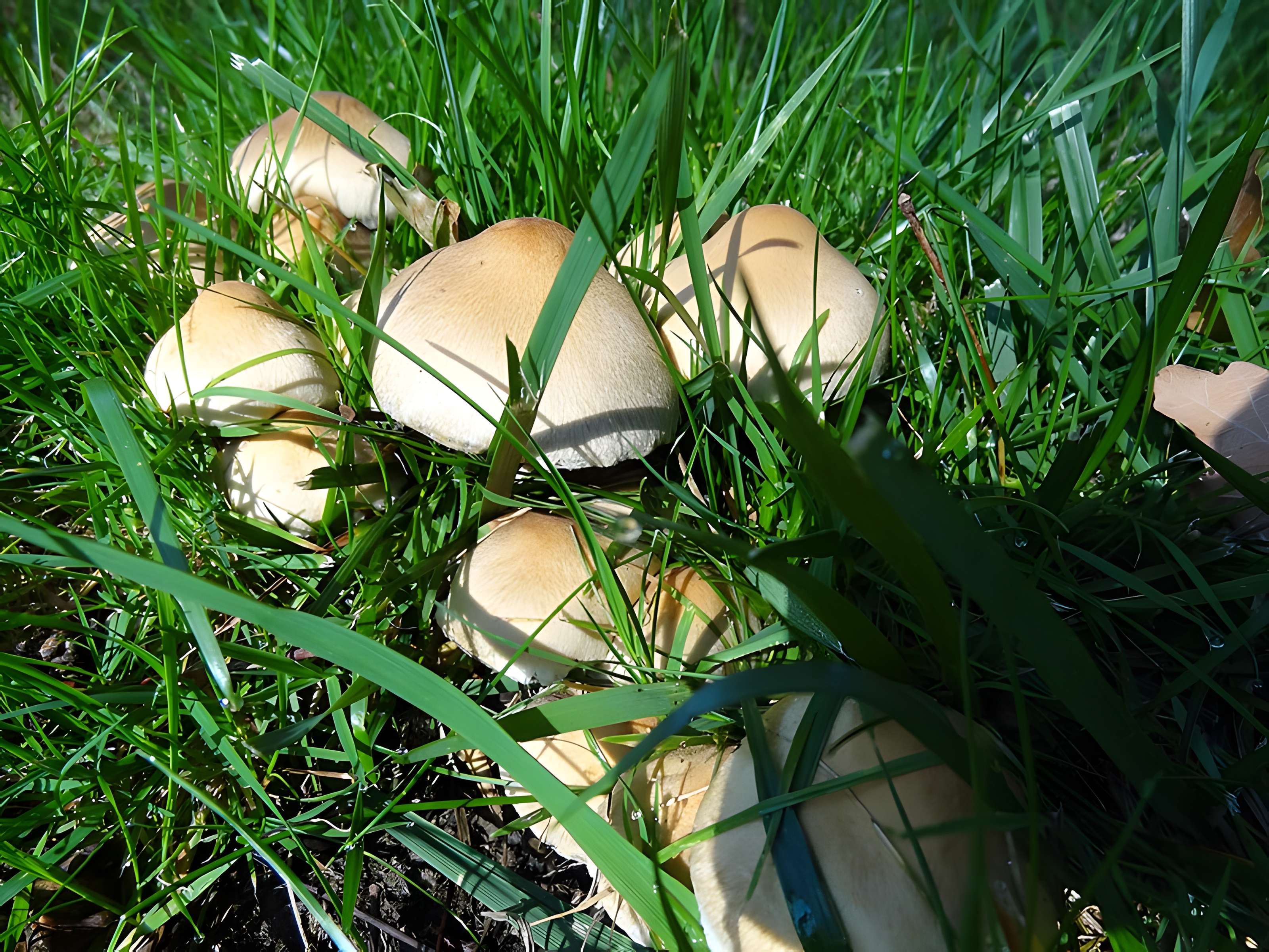 Château du Bois-Rouaud