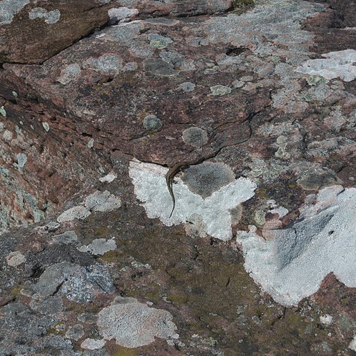 Photo de Château du Hohenbourg