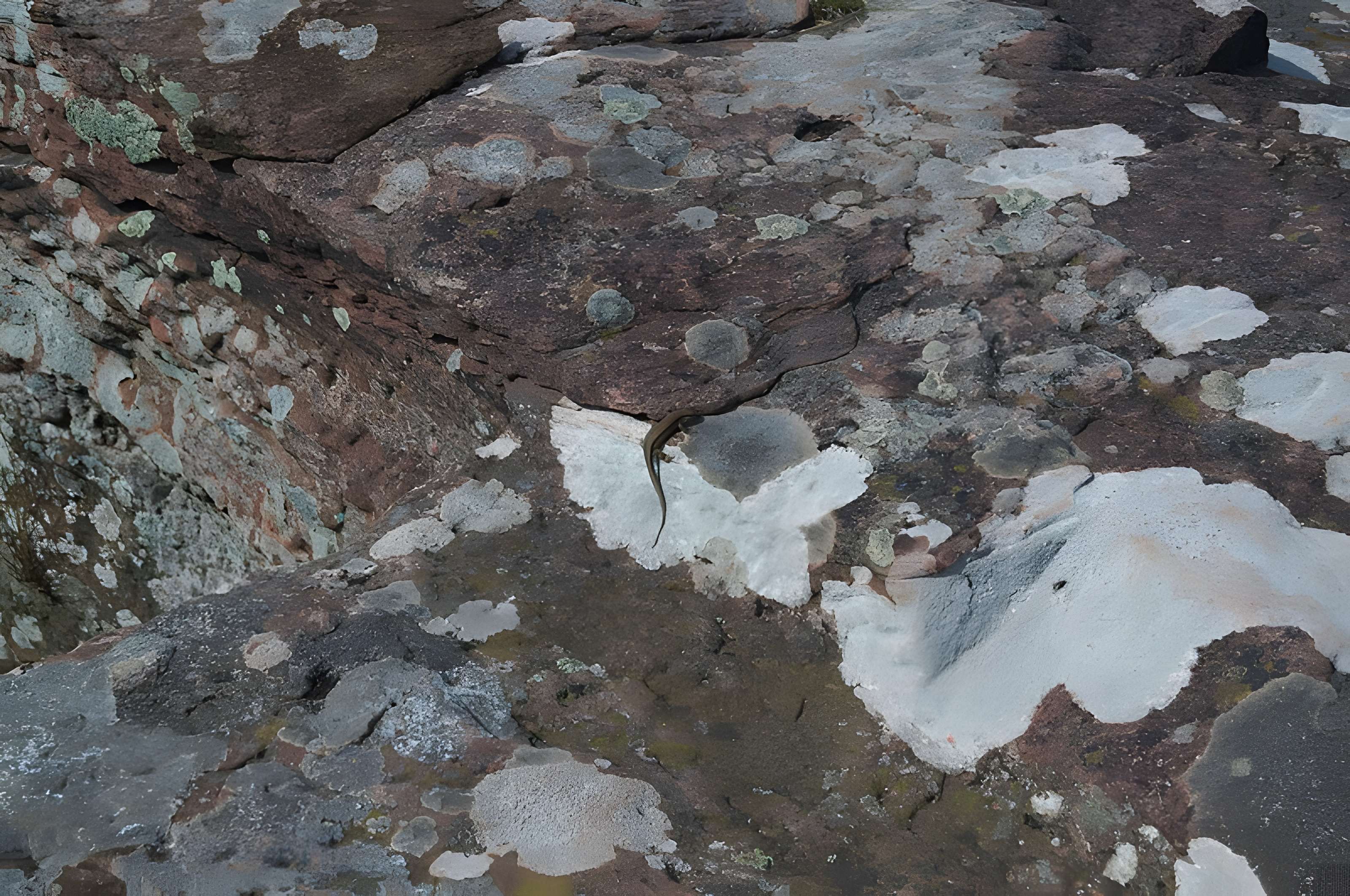 Château du Hohenbourg