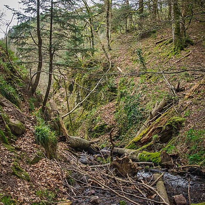 Photo de Ruines du château du Nideck