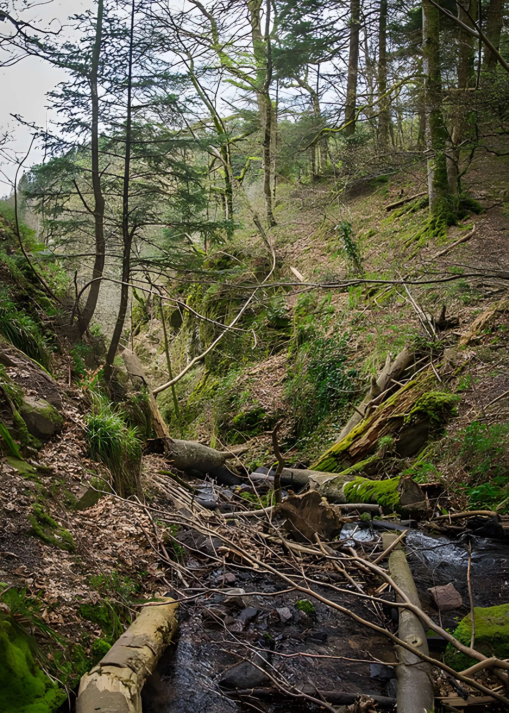 Ruines du château du Nideck